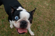 boston-terrier-crazy-eyes